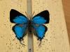 Discovery of dazzling blue butterfly underscores peril facing Angola’s forests 