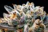 The Science of Cannabis Decontamination and Preservation