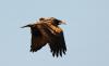Egyptian Vulture Hugo safely leaves Malta after three days of constant monitoring