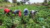 11.2m more women suffer food insecurity in Sub-Saharan Africa – Report