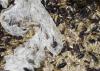 Serbian Scientists Experiment with Mealworms to Degrade Polystyrene