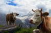Hiker Dies After Being Trampled to Death by Cows in Austrian Alps