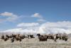 Guardians across Pamirs: Chinese, Tajik scientists unite to protect plateau wildlife