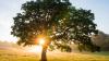 Scientists Warn Tree Planting Alone Won’t Solve Climate Crisis