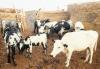 African Ministers Commit To Livestock Transformation As Key To Food Security And Economic Growth At First-Ever Ministerial Deep-Dive On Livestock