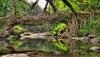 Meghalaya’s Living Root Bridges nominated for UNESCO-Greece Melina Mercouri Prize