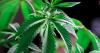 Frenchtown officials introduce retail cannabis measure after years of debate