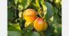 Albania under scrutiny for pesticide residues in produce