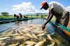 Cameroon Targets 10,000-Ton Increase in Fish Farming with New AfDB-backed Project