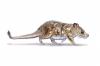 Scientists Find 74-million-year-old Mammal Fossil in Chile