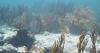 Bay Area scientists helping restore coral reefs damaged by climate change