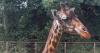 Zoo animal poo may be key to fighting one 'serious' health problem claim scientists