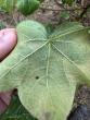 Alabama Extension: Cotton jassid confirmed in Alabama