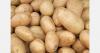 Belarus faces potato shortage as exports surge and farmers bypass local contracts