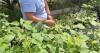 Tension emerges between administration and agricultural industry