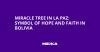 Miracle Tree in La Paz: Symbol of Hope and Faith in Bolivia