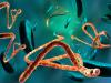 New Ebola Outbreak Declared in Congo