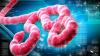 Ebola: WHO releases $500,000 as DR Congo outbreak death toll hits 16