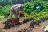 Costa Rica Coffee Growers Struggle with Exchange Rate Policy Effects