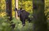 Elk stuck on Tallinn fence freed by passersby