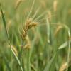 Enhancing Bread Wheat Yield and Nutrients in Ethiopia