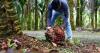 EU pledges continued cooperation with Malaysia on deforestation-free supply chains