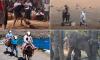 The animal abuse tourist traps you need to be aware of: How holidaymakers are being duped into participating in cruelty... from cock-fighting to donkey-riding