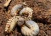 University of Hawai‘i leading state efforts to combat invasive species with grant-funded projects
