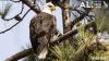 Bald eagles are rare in Alabama, but it’s a miracle they’re here at all
