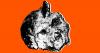 Scientists Intrigued by Non-Human Skull Embedded in Cave Wall