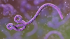 Ebola Outbreak: U.S. mobilises $13 million fund for Africa 