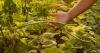 Food sovereignty for climate justice