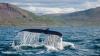 Dolphins, whales, bears… these are the best cruises for seeing wildlife