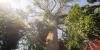 Giant Amazon trees can help scientists tackle climate change