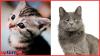 Unveiling the USA business models of Cat Lovers Club vs Belarus the Cat pet influencer