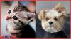 Unveiling the USA business models of Cat Lovers Club vs Popey the pet influencer