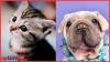 Unveiling the USA business models of Cat Lovers Club vs Mork the pet influencer