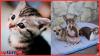 Unveiling the USA business models of Cat Lovers Club vs TurboRoo pet influencer