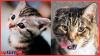 Unveiling the USA business models of Cat Lovers Club vs Klaus, Oskar & Juno pet influencer