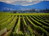 New Zealand named Wine Region Winner at the Azure Road Impact Awards