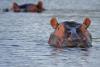 11 missing after hippo capsizes boat in Ivory Coast