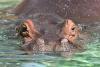 Hippopotamus capsizes boat in Ivory Coast, 11 people missing