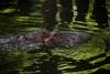Hippo capsizes boat in Ivory Coast, 11 missing