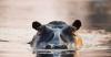 Hippo capsizes boat in Ivory Coast, 11 missing, including a baby