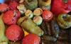 Gemista, a Greek Favorite to Enjoy in Late Summer