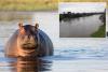 Hippo capsizes boat in Ivory Coast, leaving 11 people missing — including children and baby