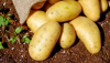 Over 900 thousand tons of potatoes harvested in Kazakhstan