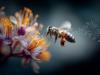 PFAS in honey bees: Insects enable pollutant monitoring in the environment