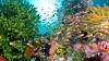 Scientists Say: Biodiversity