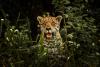 In Brazil’s Pantanal, too many tourists may be the jaguar’s new predator